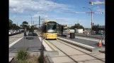 Adelaide Sporvogne (2013)